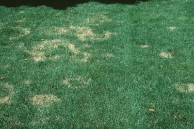 Summer patch/necrotic ring spot symptoms.